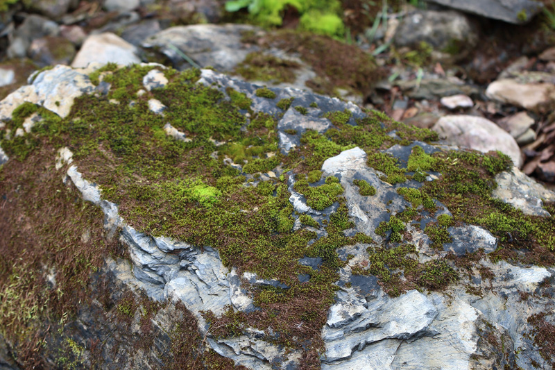 Schistidium rivulare